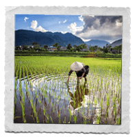 Paysan vietnamien dans une rizière